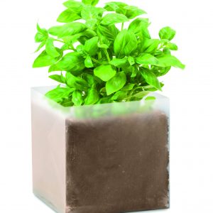 Substrat avec graines Basilic.