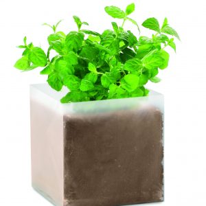 Substrat avec graines Menthe